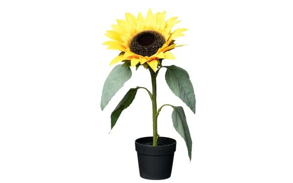 Topfpflanze Sonnenblume 