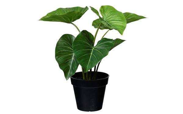 Zimmerpflanze Philodendron 