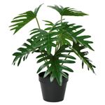 Potteplante Philodendron Mayoi 