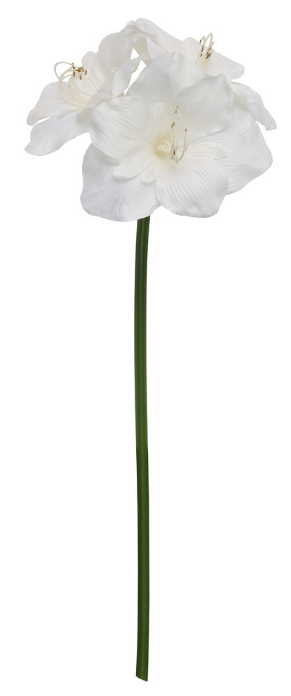 Amaryllis