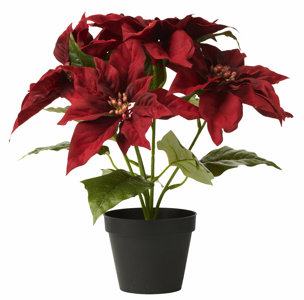 Krukväxt Julstjärna