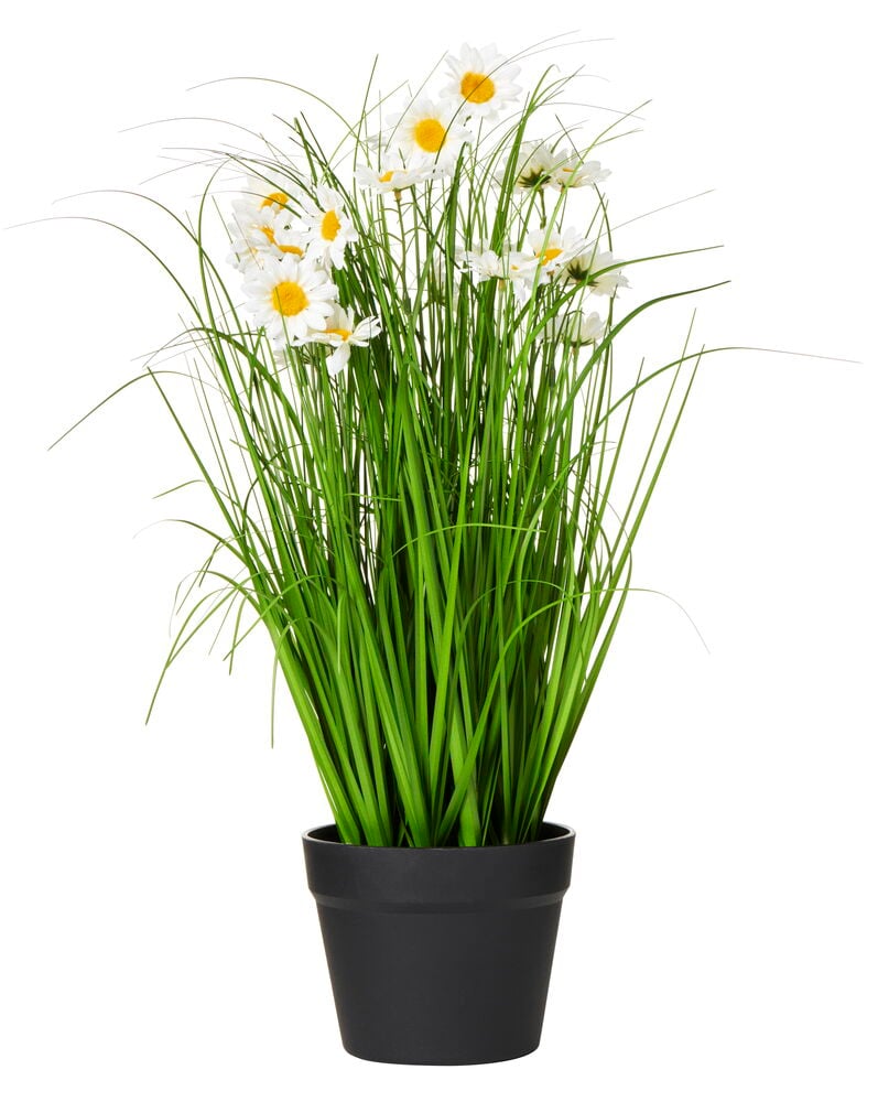 Zimmerpflanze Gras mit Margerite | Rusta.com