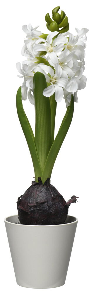 Krukväxt Hyacint