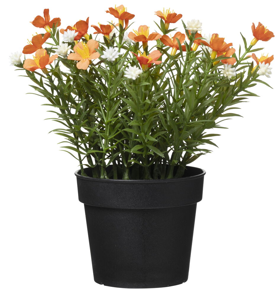 zimmerpflanze eukalyptus Potted Eucalyptus Tree