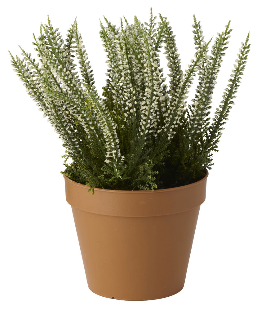 Krukväxt Ljung 22 cm Vit