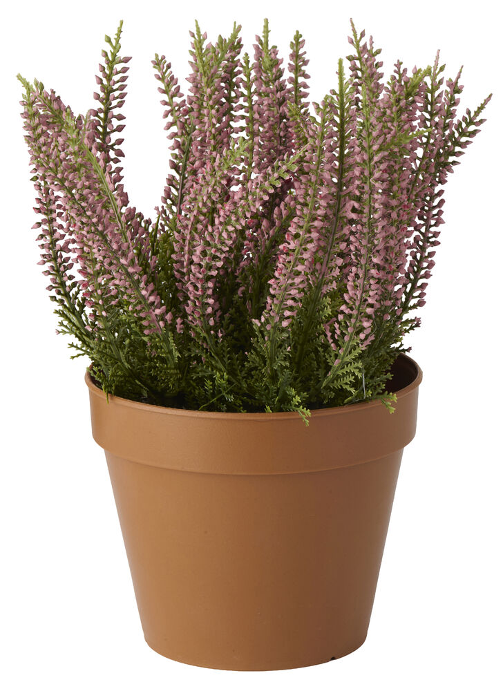 Krukväxt Ljung 22 cm Rosa