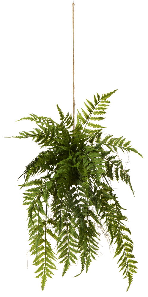kentia palme luftfeuchtigkeit Kentiapalme | Howea forsteriana main image 1
