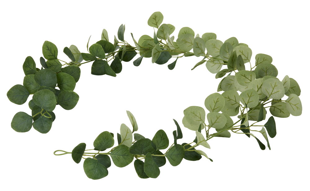 Girlang Eucalyptus