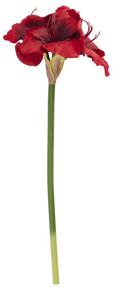 Amaryllis Luxe